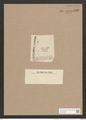 Synedra pulchella (Ralfs). Kuetz. (de-Toni-Nr.: Genus 66, Species 2582) Zeichnungen Sammlung Grunow Nr. 5162 (NHMW-BOT-W0373482)